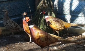 20150315_110404